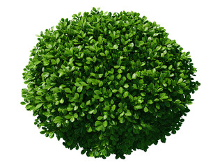 Obraz premium Top view Buxus microphylla tree plan isolated white background