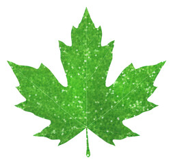 Fototapeta premium PNG Green color maple leaf icon plant shape tree.