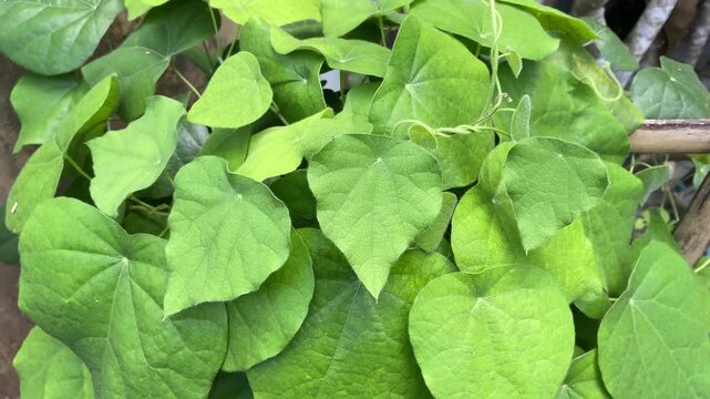 Green grass jelly plant or Cyclea barbata with lush leaves. Grass jelly is also known as cincau in Indonesian.	