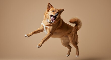 A joyful dog leaping in mid-air, mouth open, against a neutral background.