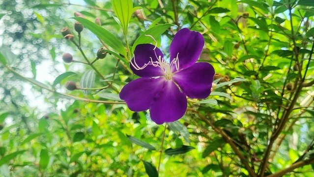 princess flover Princess Flower, Tibouchina urvilleana, Monrovia Plant