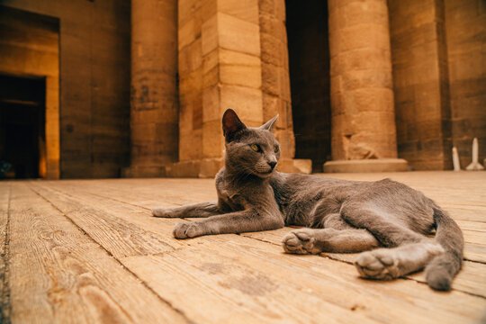 The worship of cats in ancient Egypt - close-up of cats in an Egyptian temple