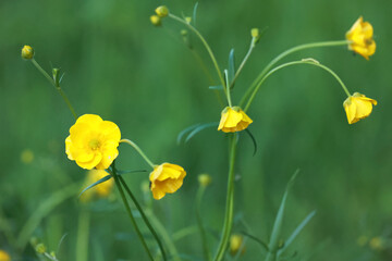 Close Up Of Bright Yellow Buttercup (Ranunculus) Flowers Growing In A Green Field In Summer. Wildflowers In A Meadow. Floral Nature Background.