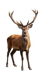 Obraz premium Red deer stag in front view