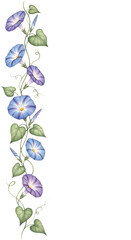 Obraz premium Delicate blue and purple morning glory flowers climbing a vine isolated on transparent background