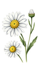 Fototapeta premium Two white daisies and a bud on a transparent background isolated on transparent background