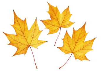Fototapeta premium Three yellow maple leaves isolated on transparent background, representing the beauty of autumn and the changing seasons