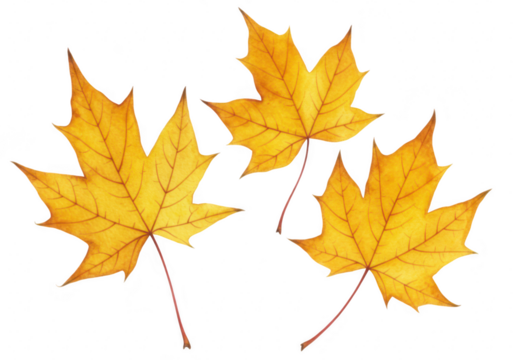 Three yellow maple leaves isolated on transparent background, representing the beauty of autumn and the changing seasons