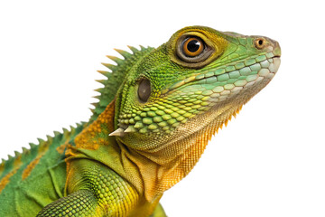 green and yellow cute iguana lizard png cutout isolated on background white