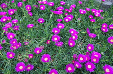 Lampranthus with fuchsia flowers is a succulent plant native to Africa
