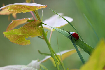 Macro Of A Red Poplar Leaf Beetle (Chrysomela Populi) Climbing A Green Grass Blade In A Summer...