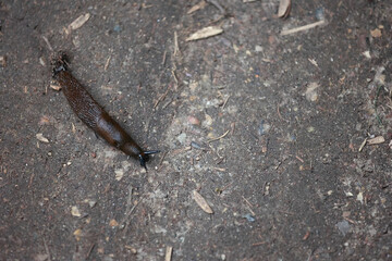 Top Down View Of A Large Brown Spanish Slug (Arion Vulgaris) Crawling On Damp Forest Ground With Copy Space. Terrestrial Gastropod Mollusc.