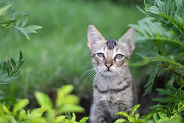 Cute Tabby Cat Sitting in Garden | High Resolution Pet Photography for Stock, Blogs & Print | Green Nature Background