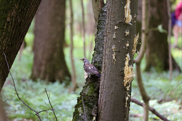 A Fieldfare (Turdus Pilaris) Thrush Bird Perched On A Tree Trunk With Damaged Bark In A Summer Deciduous Forest. Wildlife Ornithology.
