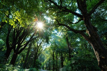 Sunlight filters through fresh green deciduous trees in a serene forest setting, creating a peaceful atmosphere for nature lovers and outdoor enthusiasts