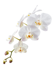White Phalaenopsis Orchid, Moth Orchids isolated on white background, with clipping path  