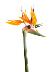 Strelitzia reginae flower, Bird of paradise flower, Tropical flower isolated on white background, with clipping path    