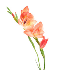 Obraz premium Gladiolus flowers, Orange gladiolus blooming on branch isolated on white background, with clipping path 