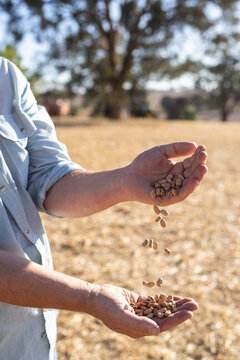 Farmer pouring faba beans from one hand to another
