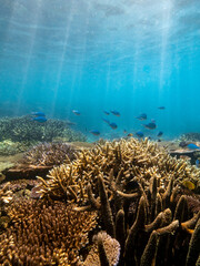 Fish and coral reef, Espiritu Santo, Vanuatu
