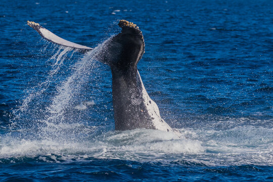 Humpback Whale Tail Slapping