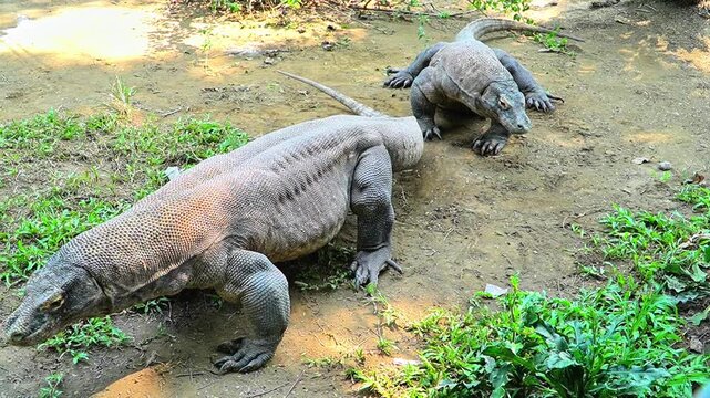 Two Komodo dragons are crawling across a grassy and dirt-covered area, their powerful limbs and rugged scales clearly visible under the sunlight.
