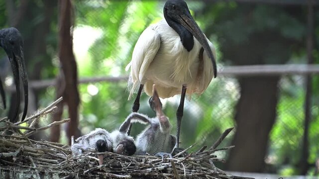 Ibis Putih Australia (Threskiornis molucca) tends to its chicks in a nest made of twigs. The hungry chicks stretch their necks upward, eagerly reaching for food, surrounded by a calm