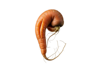 A single organic carrot, bent with a deep longitudinal split, dry wiry roots, and earthy orange skin, isolated on a transparent background, concept of natural organic imperfection