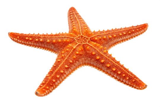 orange sea star isolated on background white