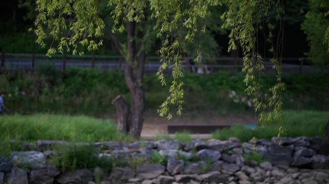 Tranquil Willow Tree Branches Over Rock Formation by Water's Edge &mdash; Korea, Seoul, Yangjaecheon, stream, city, people