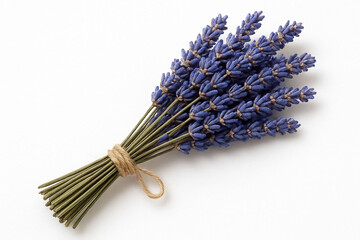 Bunch of fresh lavender tied with twine on a white background