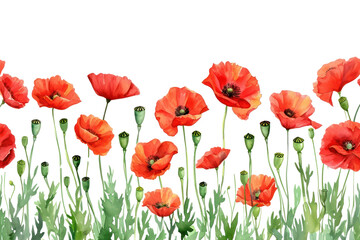 Fototapeta premium PNG Poppy backgrounds flower nature.