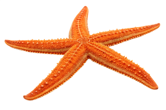 orange sea star isolated on background white - Powered by Adobe