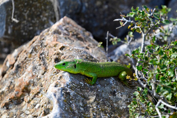 Balkan green lizard - male // Westliche Riesensmaragdeidechse - Männchen (Lacerta trilineata trilineata) - Peloponnese, Greece