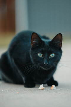 Black cat with green eyes with intense expression