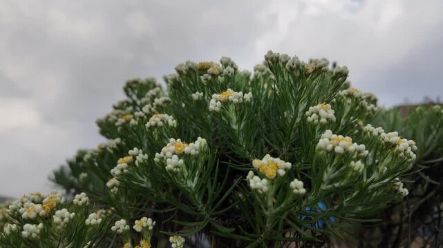 4k video footage of Blooming coloruful wild javanese edelweiss (Anaphalis javanica) flowers at Merbabu Mountain, Central Java, Indonesia.