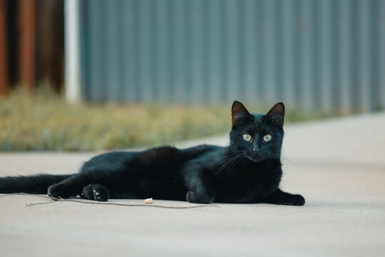 Black cat with vibrant green eyes sprawled out on concrete in backyard