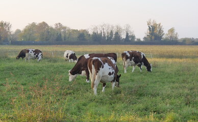 Cows grazing along the Po Valley

