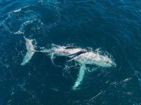 Chilled Humpback from above