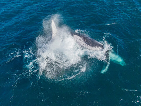 Humpback splashing from above