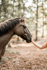 beautiful konik horse mix pretty animal equine human and horse connect bond nose © PIC by Femke