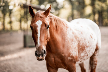 beautiful appaloosa chetsnut horse equine with pretty light