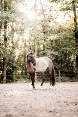 beautiful konik horse mix pretty animal equine © PIC by Femke