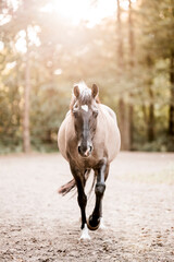 beautiful konik horse mix pretty animal equine © PIC by Femke