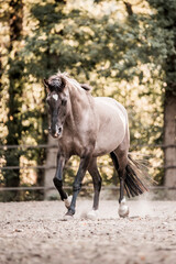 beautiful konik horse mix pretty animal equine © PIC by Femke