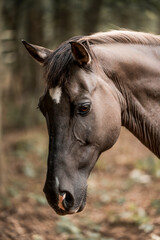 Obraz premium beautiful konik horse mix pretty animal equine