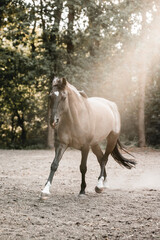 beautiful konik horse mix pretty animal equine © PIC by Femke