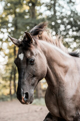 beautiful konik horse mix pretty animal equine run gallop pretty head © PIC by Femke