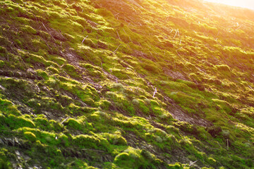 Weathered wooden farm building in nature