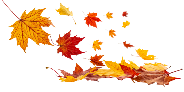 Colorful autumn leaves floating in the breeze